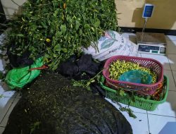 Polisi Ringkus Komplotan Pencuri Cabai di Situbondo
