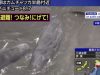 GEMPAR! Tsunami Jepang Usai Gempa Rusia 8,8 SR Picu 4 Paus Raksasa Terdampar