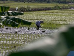 Kukar Siap Jadi ‘Lumbung Pangan’ IKN! Ini Strategi Jitu Mereka untuk Menyuplai IKN