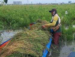 BMKG Peringatkan Waspada Cuaca Ekstrem di Jabar, Jateng, dan Sumsel
