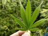 Polisi Ungkap Peredaran 3 Kg Ganja di Toba, Petani dan Sopir Angkot Diringkus!