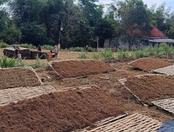 Hujan di Musim Kemarau Bikin Petani Tembakau Sampang Menangis! Hasil Panen Rusak