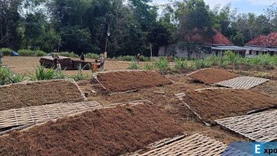 Tembakau rusak akibat hujan