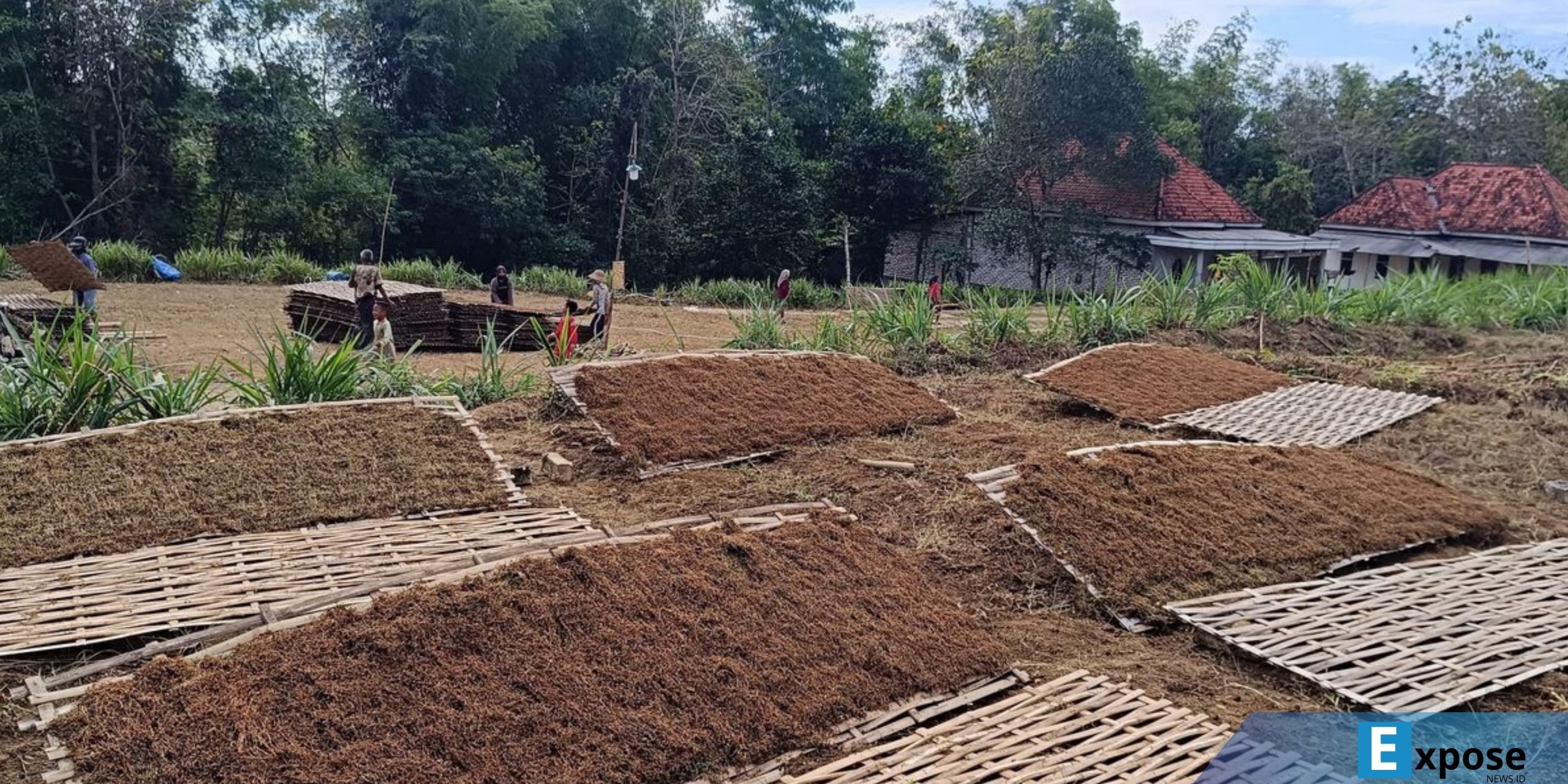 Tembakau rusak akibat hujan