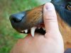 Gawat! Anjing Rabies Gigit 9 Warga Pekanbaru, Termasuk Balita!