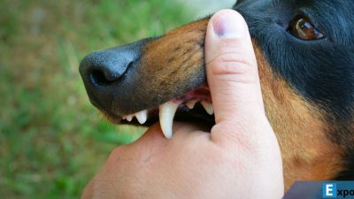Ilustrasi anjing rabies