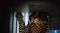Penampakan macan tutul Jawa (Panthera pardus melas) yang lepas dari kandang karantina di Lembang Park and Zoo