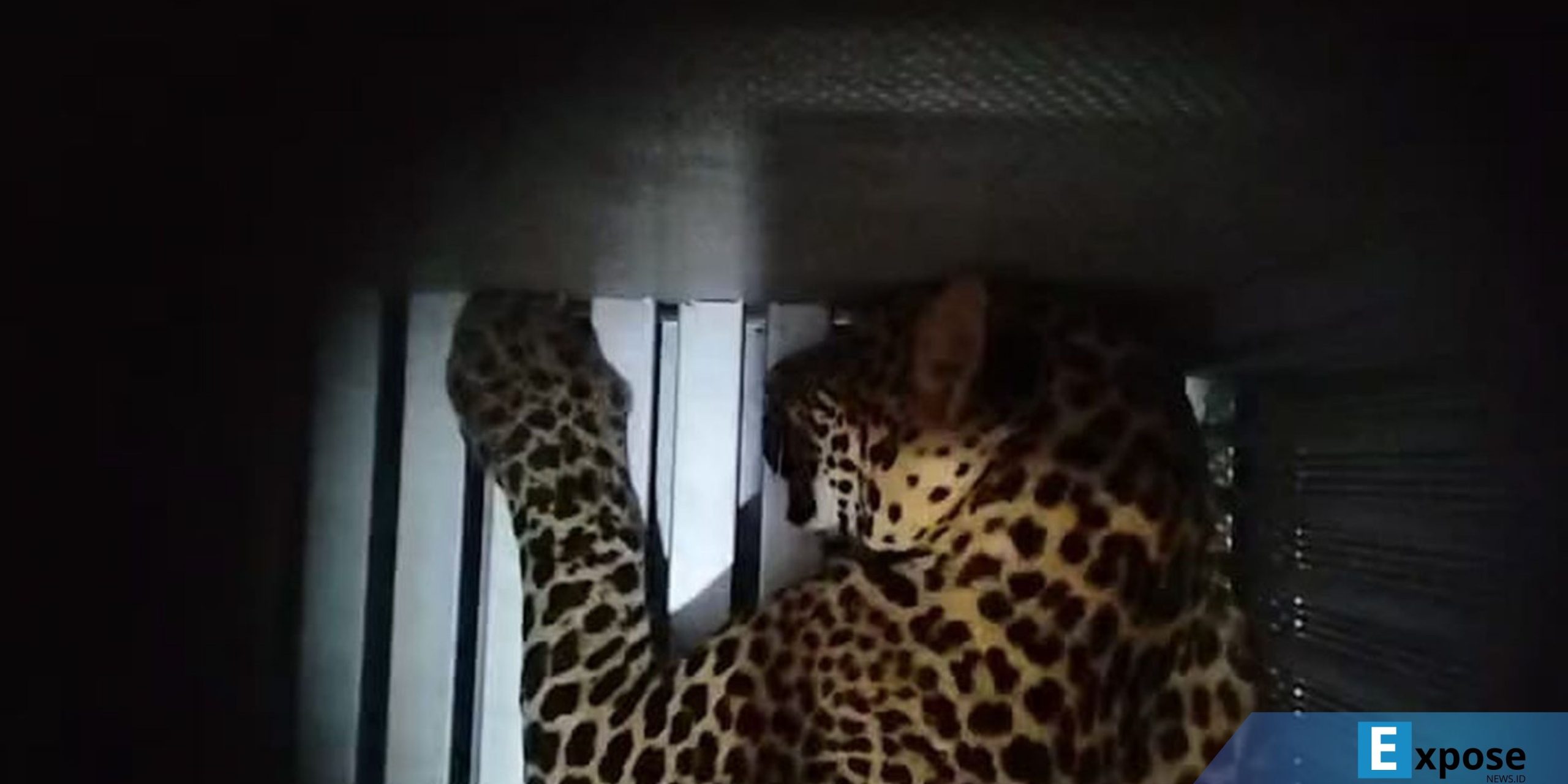 Penampakan macan tutul Jawa (Panthera pardus melas) yang lepas dari kandang karantina di Lembang Park and Zoo