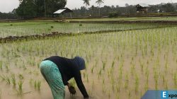 Seorang petani perempuan di Kabupaten Mukomuko, Bengkulu, menanam padi.