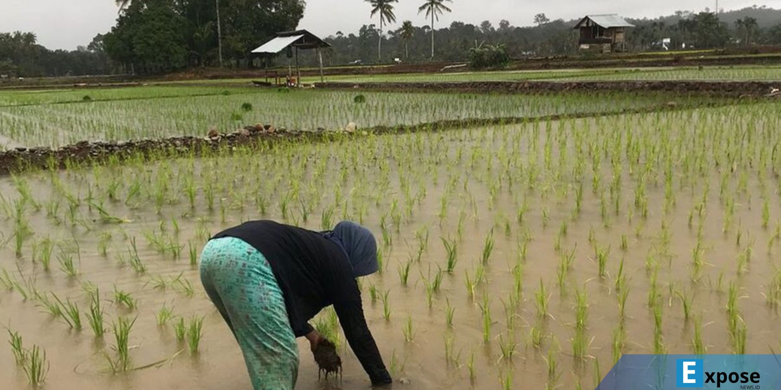 Seorang petani perempuan di Kabupaten Mukomuko, Bengkulu, menanam padi.