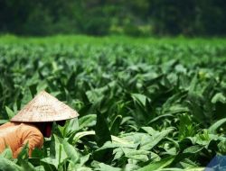 KPA Jateng Bongkar Masalah Penyebab Regenerasi Petani Mandek dan Ditinggal Generasi Muda
