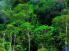 Kawasan Hutan Papua Selatan Seluas 451.000 Hektar Disiapkan untuk Food Estate
