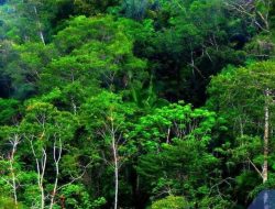 Kawasan Hutan Papua Selatan Seluas 451.000 Hektar Disiapkan untuk Food Estate