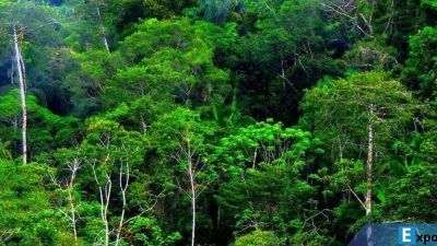 illustrasi hutan