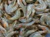 Ilustrasi udang, udang segar. Badan Pengawas Obat dan Makanan Amerika Serikat (FDA) menerapkan aturan baru untuk impor udang dan rempah dari Indonesia setelah temuan kontaminasi radioaktif Cesium-137 pada produk asal Indonesia.