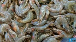 Ilustrasi udang, udang segar. Badan Pengawas Obat dan Makanan Amerika Serikat (FDA) menerapkan aturan baru untuk impor udang dan rempah dari Indonesia setelah temuan kontaminasi radioaktif Cesium-137 pada produk asal Indonesia.