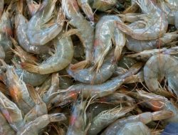 FDA Batasi Ketat Impor Udang-Rempah Indonesia Pasca Temuan Cesium-137