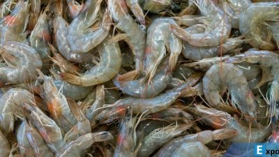 Ilustrasi udang, udang segar. Badan Pengawas Obat dan Makanan Amerika Serikat (FDA) menerapkan aturan baru untuk impor udang dan rempah dari Indonesia setelah temuan kontaminasi radioaktif Cesium-137 pada produk asal Indonesia.