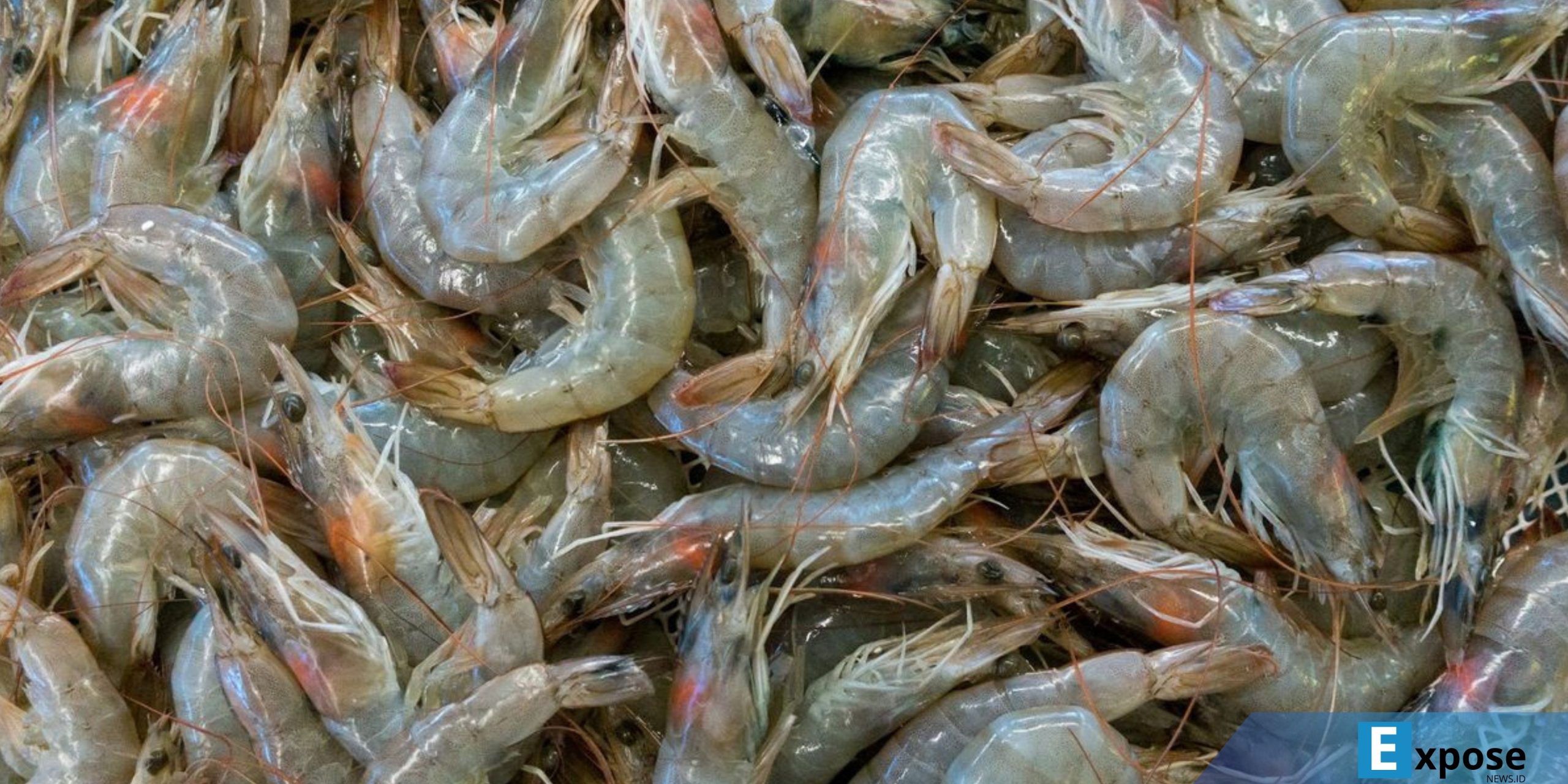 Ilustrasi udang, udang segar. Badan Pengawas Obat dan Makanan Amerika Serikat (FDA) menerapkan aturan baru untuk impor udang dan rempah dari Indonesia setelah temuan kontaminasi radioaktif Cesium-137 pada produk asal Indonesia.