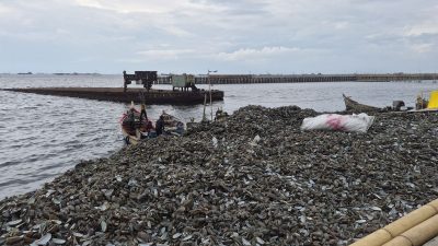 Gunungan Cangkang Kerang Tutupi Pantai Cilincing, Pemandangan Indah Tinggal Cerita