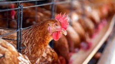 Untuk Jamin Pasokan Program MBG, Pemerintah Bangun Peternakan Ayam Senilai Rp 20 Triliun