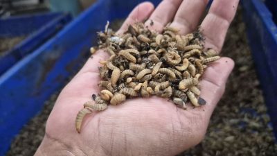 Ubah Sampah Jadi Berkah, Peternakan Maggot Koja Bidik Olah 50 Ton/Hari
