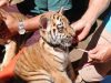 BBKSDA Konfirmasi Kematian Anak Harimau Kedua di Bandung Zoo Akibat Virus dari Induk