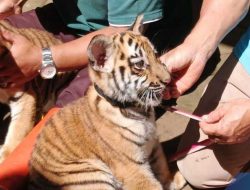 BBKSDA Konfirmasi Kematian Anak Harimau Kedua di Bandung Zoo Akibat Virus dari Induk