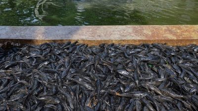 Ikan Sapu-sapu
