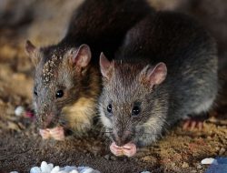 3 Penumpang Tewas di Kapal Pesiar, WHO Duga Ada Transmisi Virus Hanta dari Hewan Pengerat
