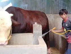 Tembus Bobot 1,1 Ton, Sapi Asal Kendal Resmi Jadi Hewan Kurban Presiden di Harga Rp122 JT