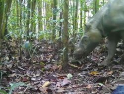 Populsi Badak Kalimantan Tinggal Dua Ekor Betina, Translokasi Segera Dilakukan