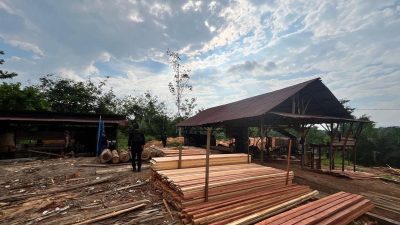 Illegal logging